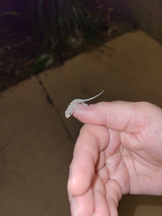 Hemidactylus mabouia