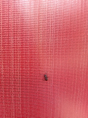 Myrmhopla