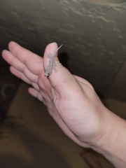 Hemidactylus mabouia