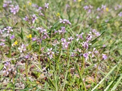 Chorispora tenella