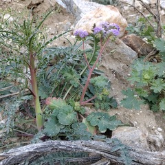 Phacelia crenulata minutiflora
