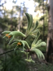 Anigozanthos flavidus