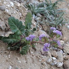 Phacelia crenulata minutiflora