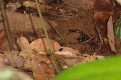 Sahyadrimetrus