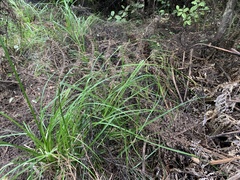 Carex longebrachiata