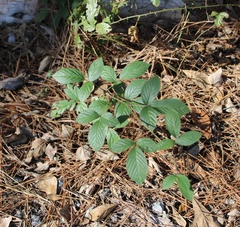 Rubus cuneifolius