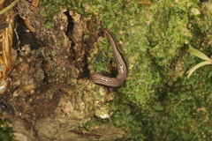 Newzealandia