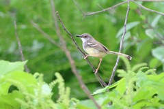 Prinia familiaris
