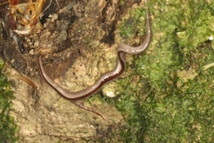 Newzealandia