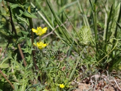 Ceratocephala testiculata