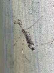 Stenolemus fraterculus