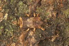 Ectopsis ferrugalis