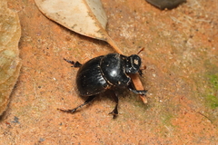 Dichotomius carolinus