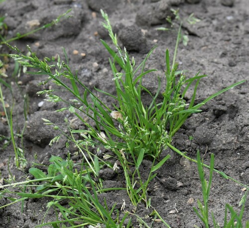 annual bluegrass (Poa annua)