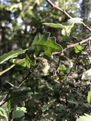 Chorilaena quercifolia
