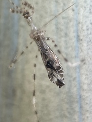 Stenolemus fraterculus