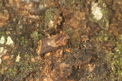 Ectopsis ferrugalis