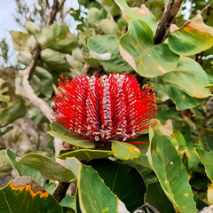 Banksia coccinea