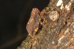 Ectopsis ferrugalis