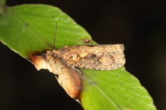 Cryptaspasma querula