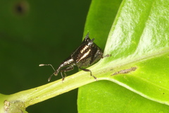 Scolopterus