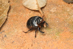 Dichotomius carolinus