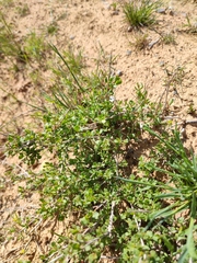 Atraphaxis replicata
