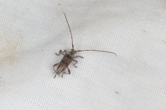 Stenellipsis gracilis