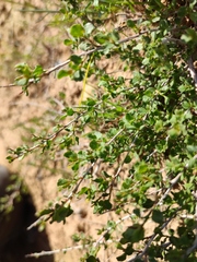 Atraphaxis replicata