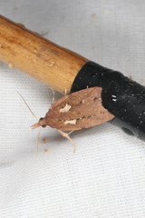 Planotortrix notophaea