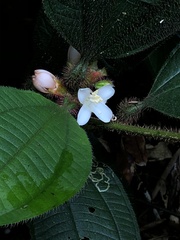 Miconia microphysca
