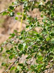 Atraphaxis replicata