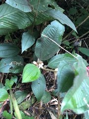 Miconia microphysca