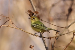 Phylloscartes roquettei