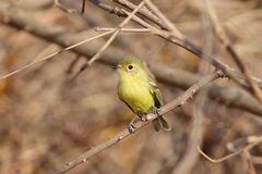 Phylloscartes roquettei