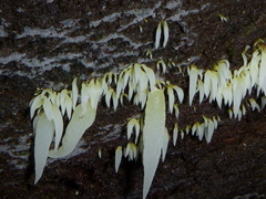 Mucronella fusiformis