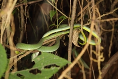 Ahaetulla farnsworthi