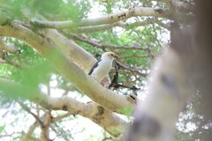 Acridotheres melanopterus