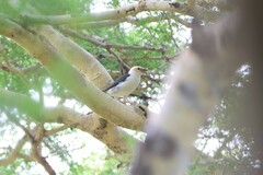 Acridotheres melanopterus