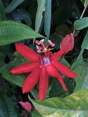 Passiflora miniata