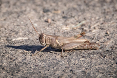 Melanoplus yarrowii