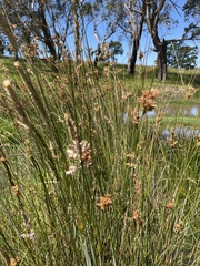 Juncus pallidus