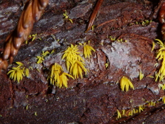 Mucronella flava