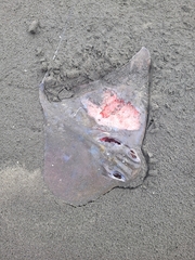 Myliobatis tenuicaudatus