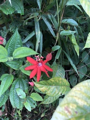 Passiflora miniata