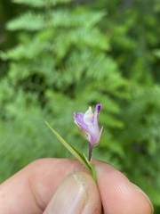 Rhinotropis californica