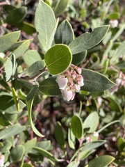 Arctostaphylos bakeri sublaevis