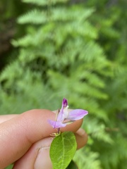 Rhinotropis californica