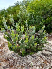 Adenanthos sericeus