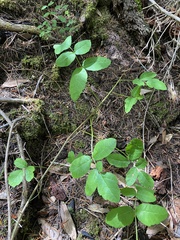 Toxicodendron diversilobum